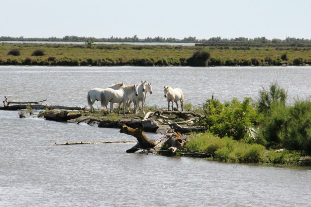 Promenade et croisière en bateau en Camargue Tiki 3 faune et flore