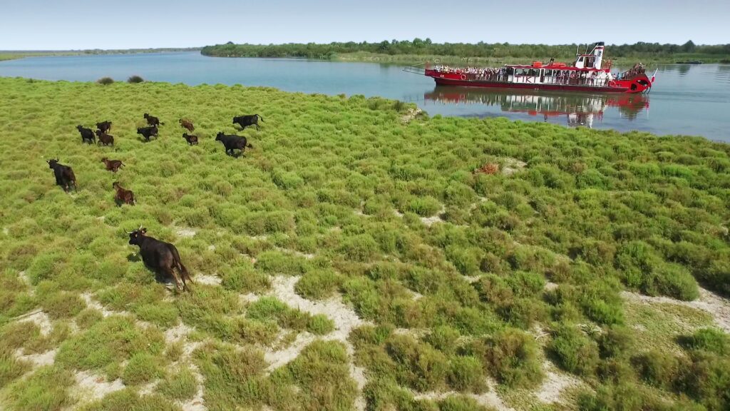Promenade et croisière en bateau en Camargue Tiki 3 faune et flore