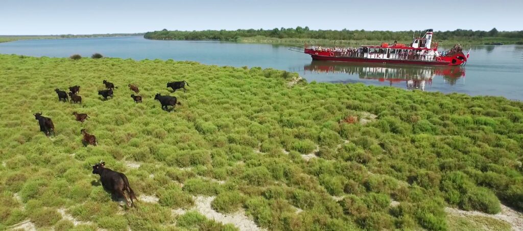 Promenade et croisière en bateau en Camargue Tiki 3 faune et flore