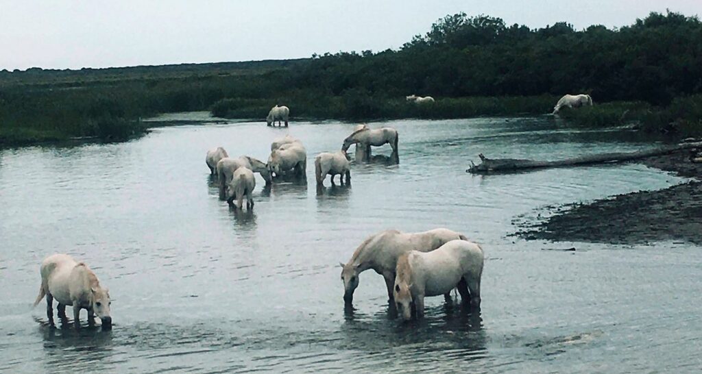 Promenade et croisière en bateau en Camargue Tiki 3 faune et flore